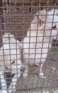 سگ پاپی