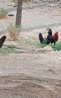 مرغ و خروس محلی اصل