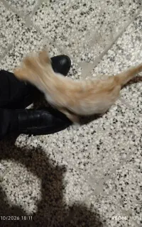 گربه گم شده
