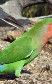گمشده