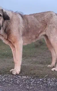 ماده پژدر ۲۰ ماهه درجه یک