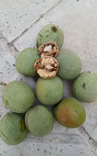 گردو سوزنی با پوست سبز