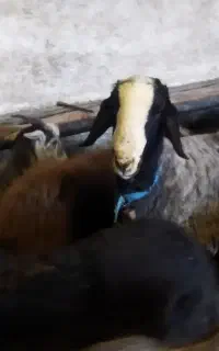 نیازمند چوپان