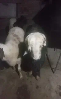 بره تخمی