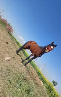 حیوانات اسب