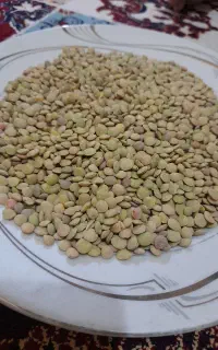 عدس درجه یک