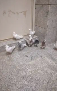 کبوتر پرستی جوجه ۲تاشون کاری