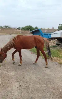 اسب نر 4ساله