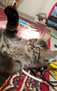 گربه نر دوماهه