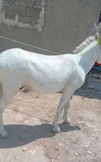 الاغ