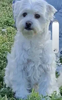 واگذاری سگ پاکوتا خانگی