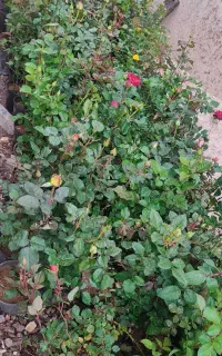 گل رز هلندی