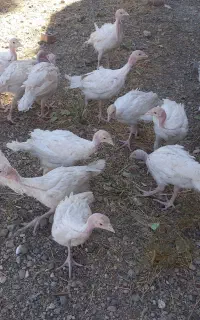 فروش جوجه بوقلمون گوشتی بیوتی