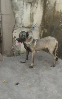 ماده سرابی اصیل خون