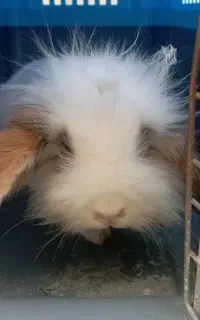 دوعدد خرگوش لپ نرو وماده