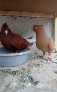 کفتر دم سفید