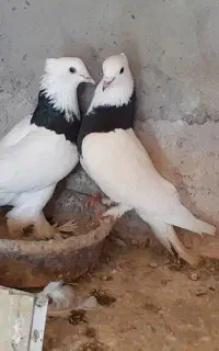 طوقی کاکلی ومور