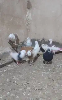 کبوتر نر 13تا