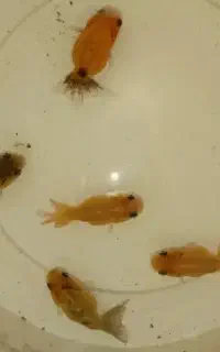 ماهی کت پوزه بوته ای  باله بلند و گلدفیش رنچو