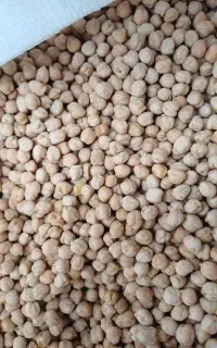 نخود سفید درجه یک بوجاری شده امسال