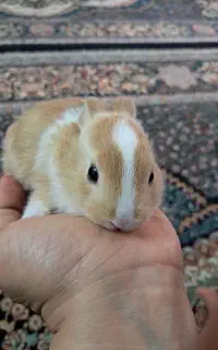 خرگوش کوچولو