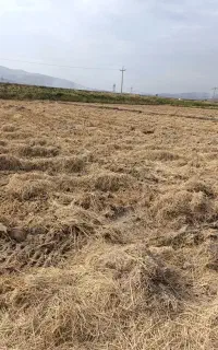 کاه برنج بلیم (رایگان)