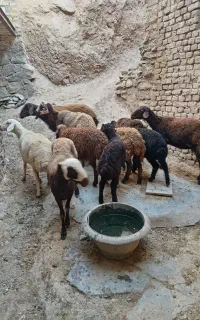 میش وبره