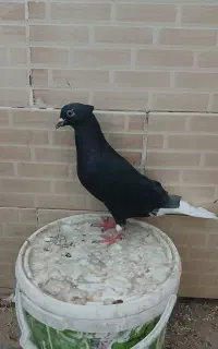 فروش ۷ عدد دم سفید . ۴ تا بالغ و ۳تا جوونه