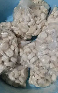 کشک گوسفند