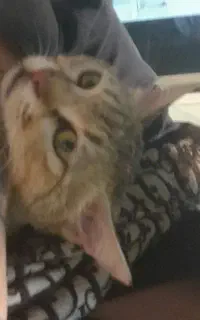 گربه گم شده