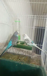 مرغ عشق