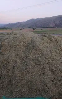 یونجه