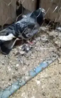 گاز اول بخون کبوتر