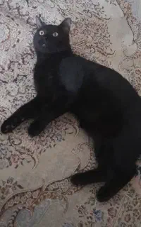 گربه