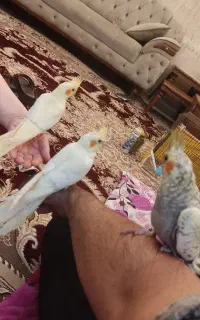 عروس 2ماهه
