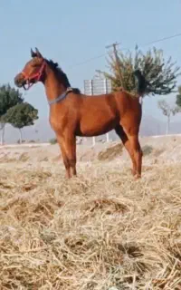اسب
