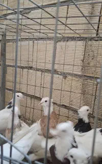 کبوتر طوقی