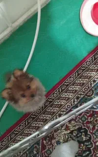 پامر خرسی عروسگی