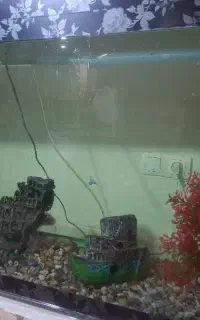 یکی عدد اکواریوم بزرگ