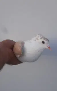 ماده دمگیر دوبحر