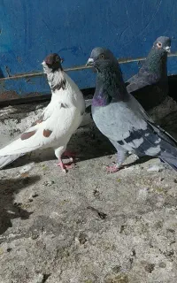 کبوتر