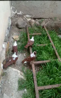 کبوترقرمزنشان