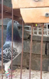 مجسمه