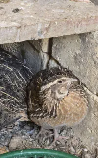 بلدرچین فوق سنگین مناسب کشتار