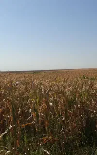 کار کشاورزی در مزرعه و باغداری