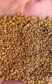 بذر یونجه رنجر امریکا