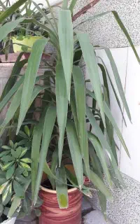 گل طبیعی