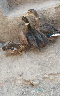 مرغابی صحرایی
