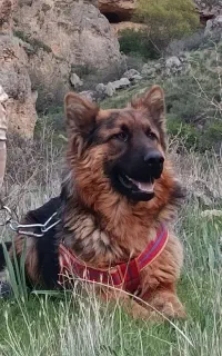 سگ ژرمن