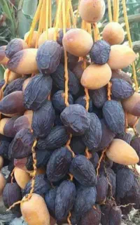 نهال نخل مجول وارداتی